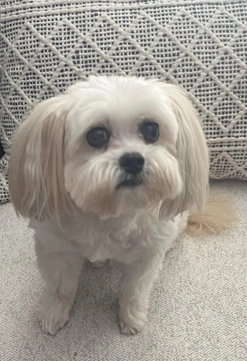 A senior small-sized female White / Cream Shih Tzu dog named Carrie for adoption in Frederick, MD