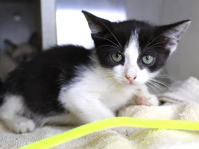 A baby small-sized female Domestic Short Hair cat named Sandy for adoption in Tallahassee, FL