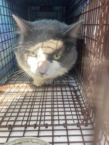 An adult medium-sized male Domestic Short Hair cat named Socrates for adoption in Troutdale, OR