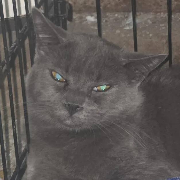 A baby medium-sized male Gray / Blue / Silver Domestic Short Hair cat named Slate for adoption in Durant, OK