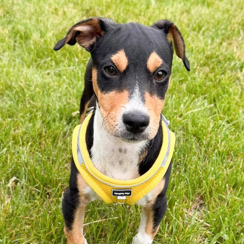 A baby small-sized male Tricolor (Brown, Black, & White) Chihuahua dog named Abbie for adoption in Albany, NY
