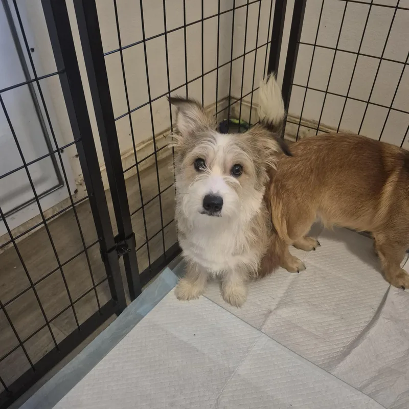 A young small-sized male Merle (Red) Corgi dog named Alex for adoption in Olympia, WA