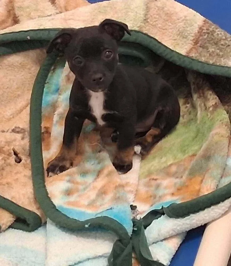 A baby small-sized male Dachshund dog named Chewy for adoption in Mountainair, NM