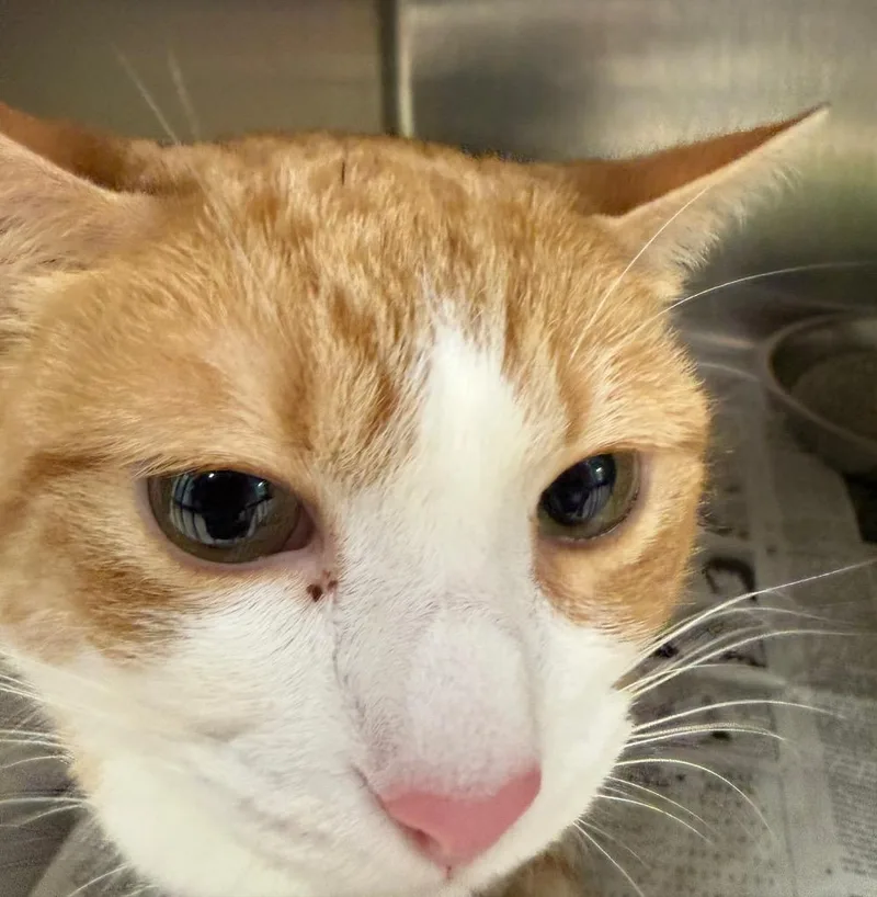 An adult medium-sized female Domestic Short Hair cat named Frenchie for adoption in Belton, TX