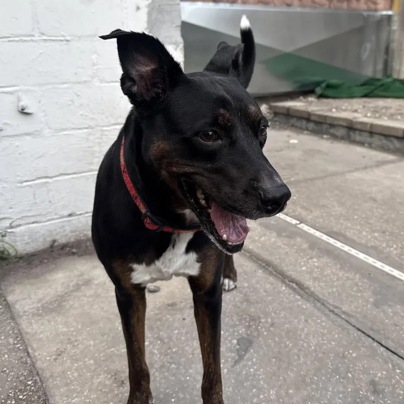 A senior medium-sized female Terrier dog named Stella FKA Judie for adoption in Sanford, FL