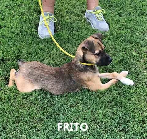 Frito thumbnail 2