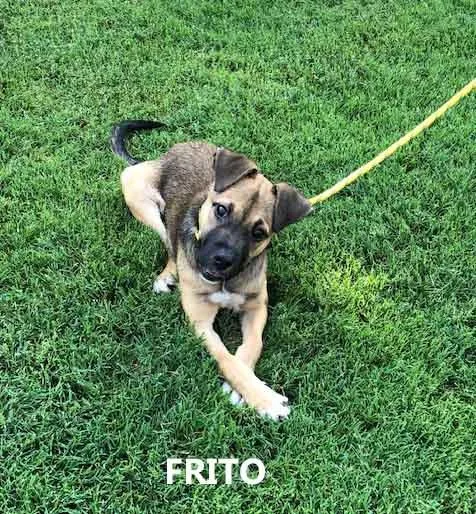 Frito thumbnail 3