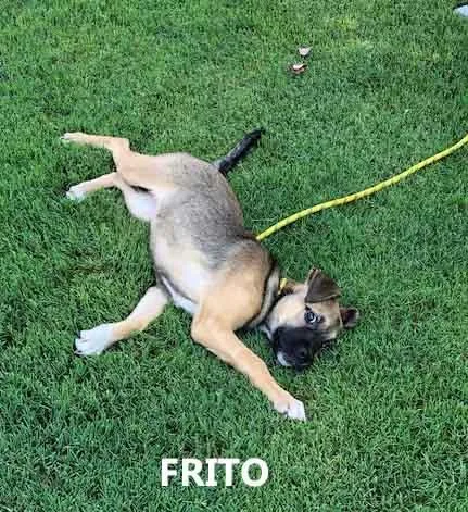 Frito thumbnail 4