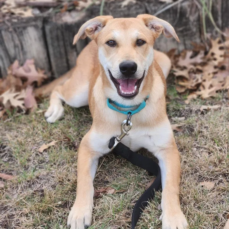 Cypress Dd thumbnail 4