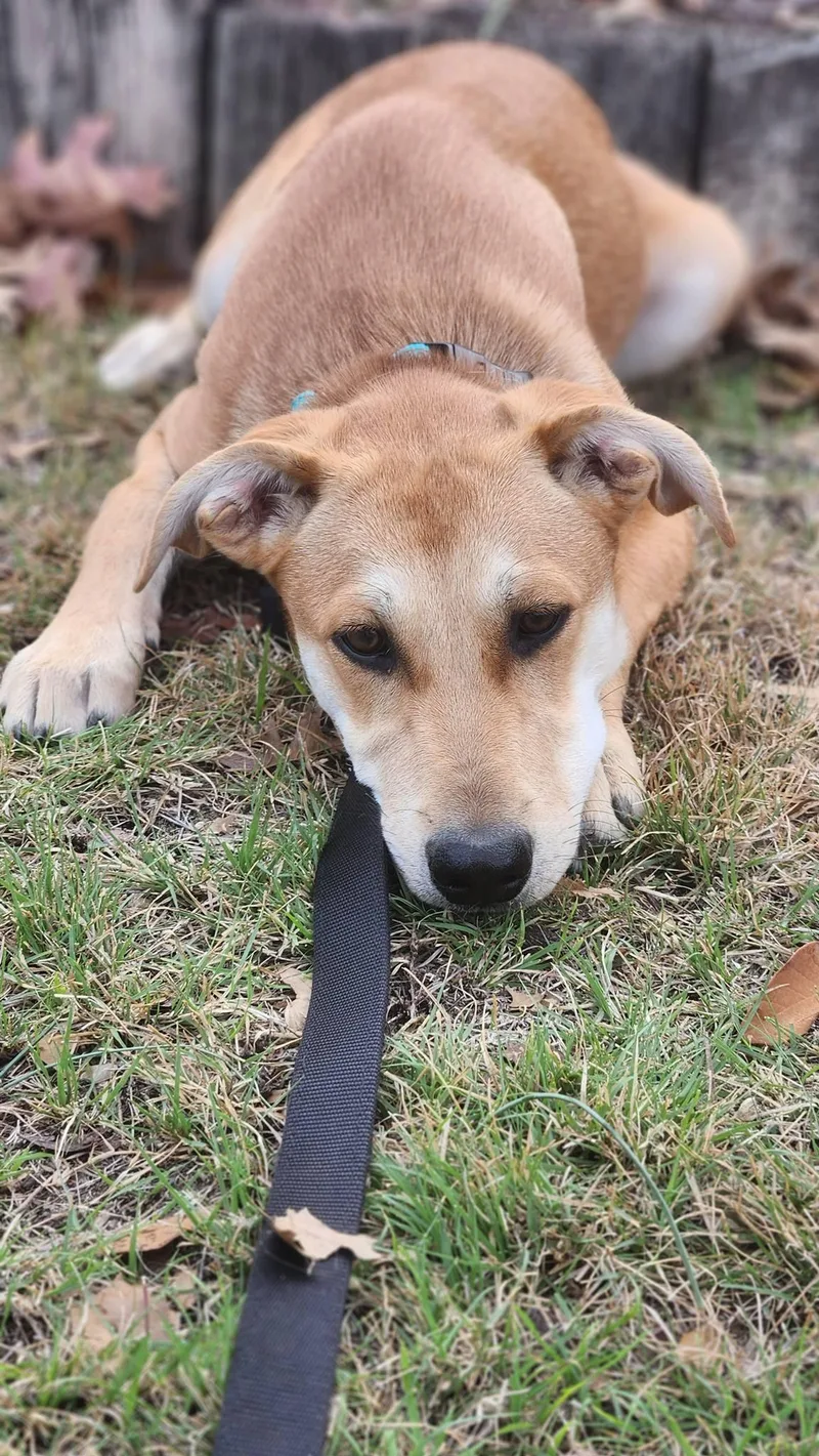 Cypress Dd thumbnail 5