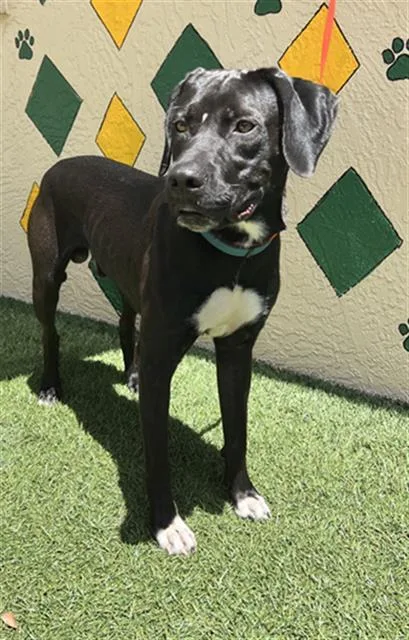 A young medium-sized male Labrador Retriever dog named Hubert for adoption in Winter Haven, FL