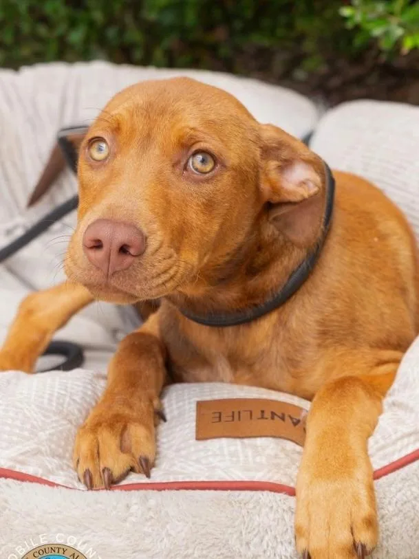 A baby extra large-sized female Hound dog named Blythe for adoption in North Syracuse, NY