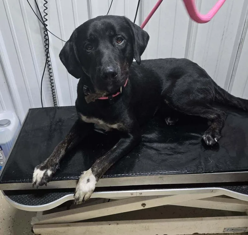 A young large-sized male Tricolor (Brown, Black, & White) German Shepherd Dog dog named Winston for adoption in Waverly, OH