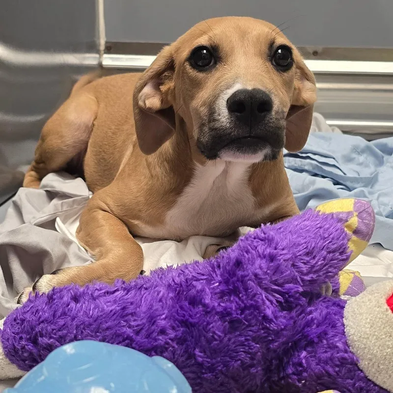 A young medium-sized female Brown / Chocolate Mixed Breed dog named Short Stop for adoption in East Hanover, NJ