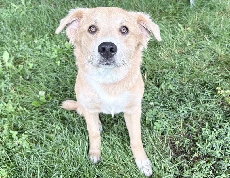 A young medium-sized female Golden Labrador Retriever dog named Winona for adoption in Columbus, IN
