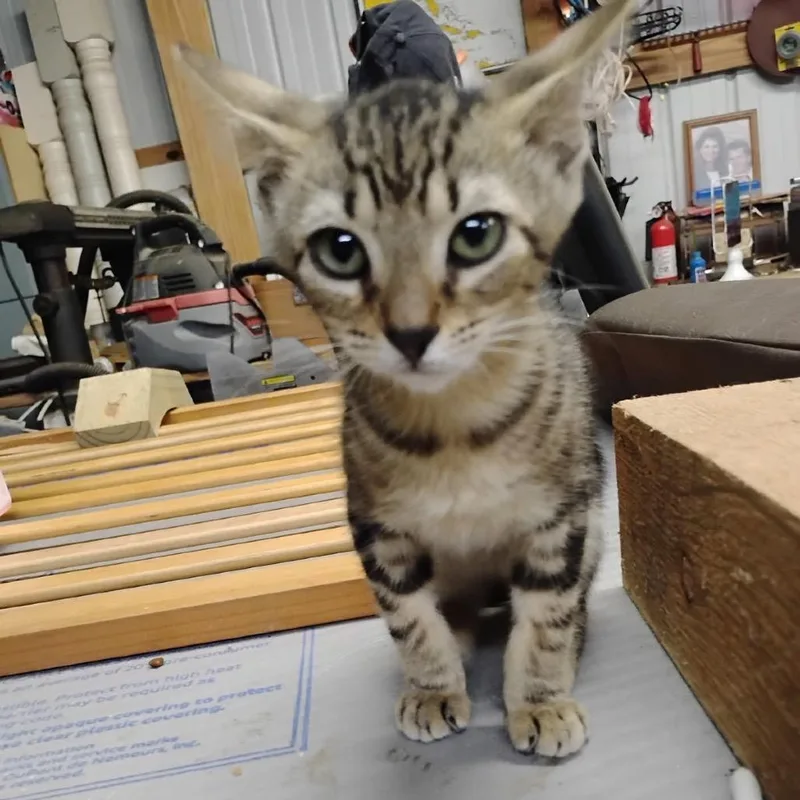 A baby small-sized female Black Domestic Short Hair cat named Allie for adoption in League City, TX