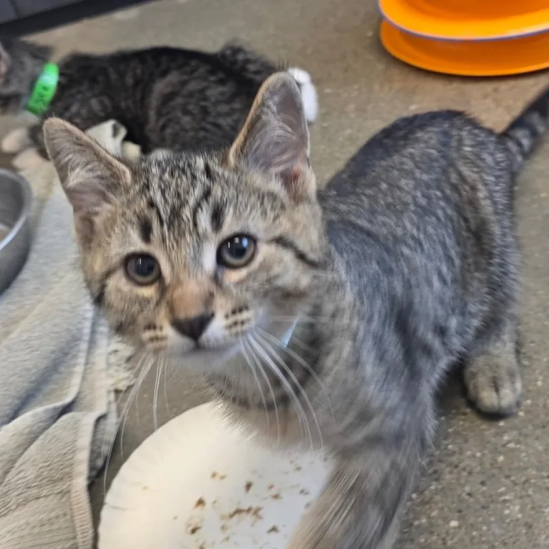 A baby small-sized male Brown / Chocolate Domestic Short Hair cat named Big Paws for adoption in Fort Wayne, IN