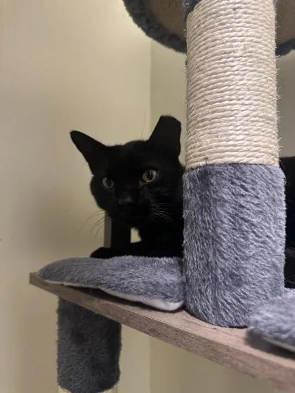 An adult small-sized female Domestic Short Hair cat named Zippy for adoption in St. Anne, IL