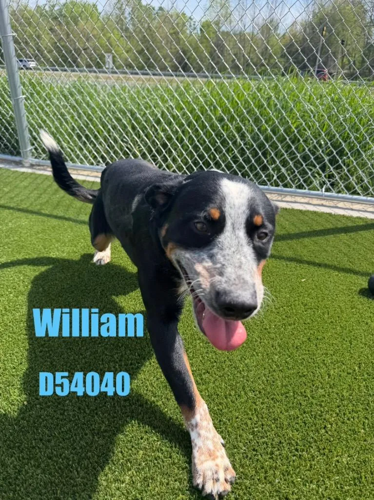 A baby medium-sized male Mixed Breed dog named William for adoption in Clarksville, TN