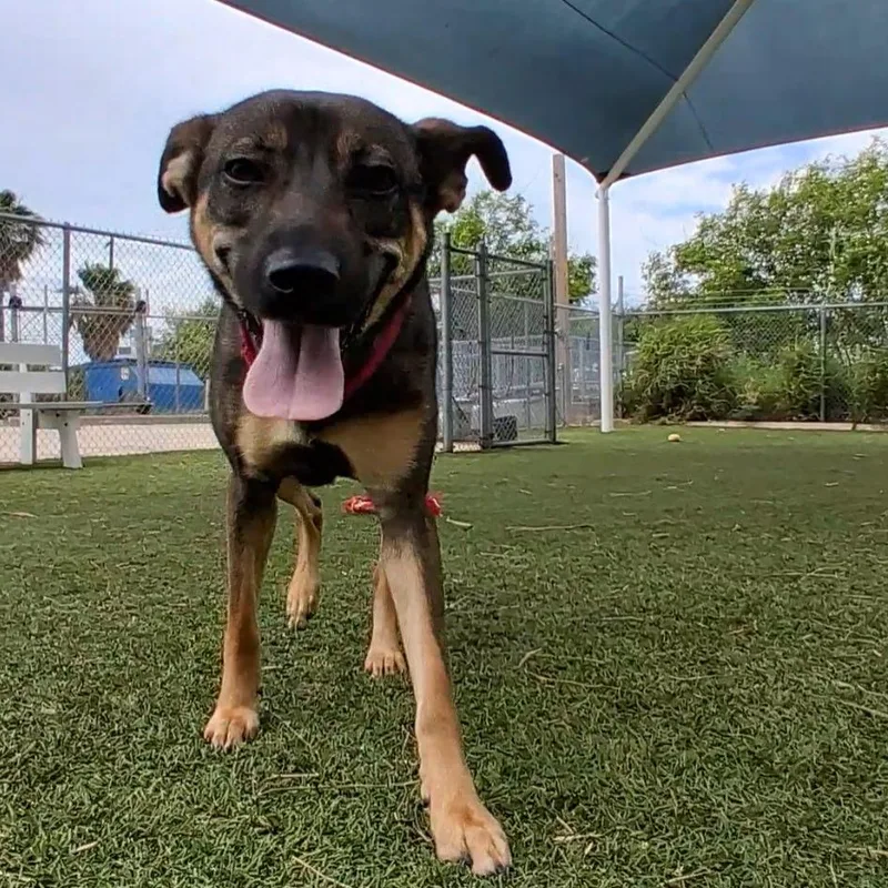 An adult medium-sized female Yellow / Tan / Blond / Fawn Shepherd dog named Kokette for adoption in Galveston, TX