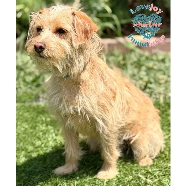 A young small-sized male Yellow / Tan / Blond / Fawn Terrier dog named Banjo Coh for adoption in Inglewood, CA