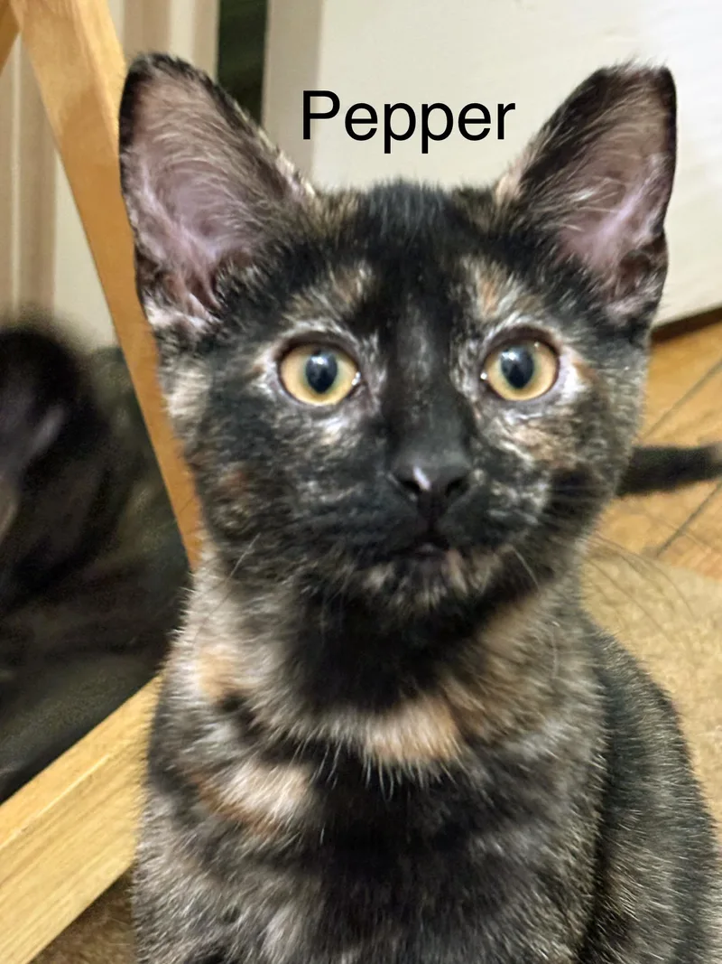 Pepper