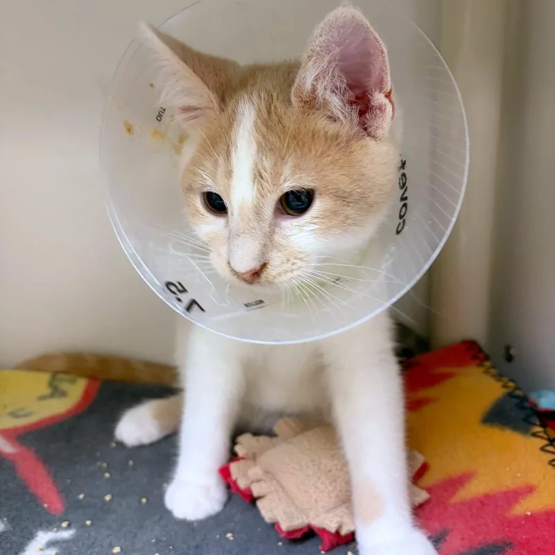 A baby small-sized male Domestic Medium Hair cat named Gizmo for adoption in Woodinville, WA