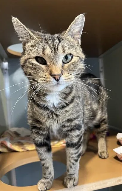 An adult small-sized female Domestic Short Hair cat named Katie for adoption in Westminster, MD