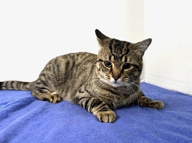 A young medium-sized male Tabby (Gray / Blue / Silver) Domestic Short Hair cat named Jordan for adoption in Hawk Point, MO