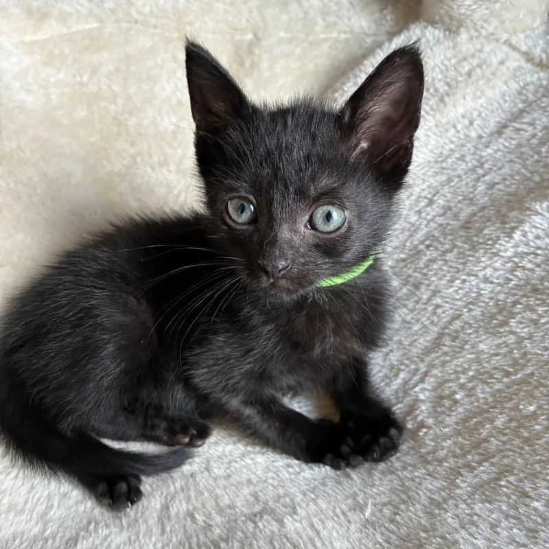 A baby small-sized male Domestic Short Hair cat named Newt for adoption in Cumming, GA