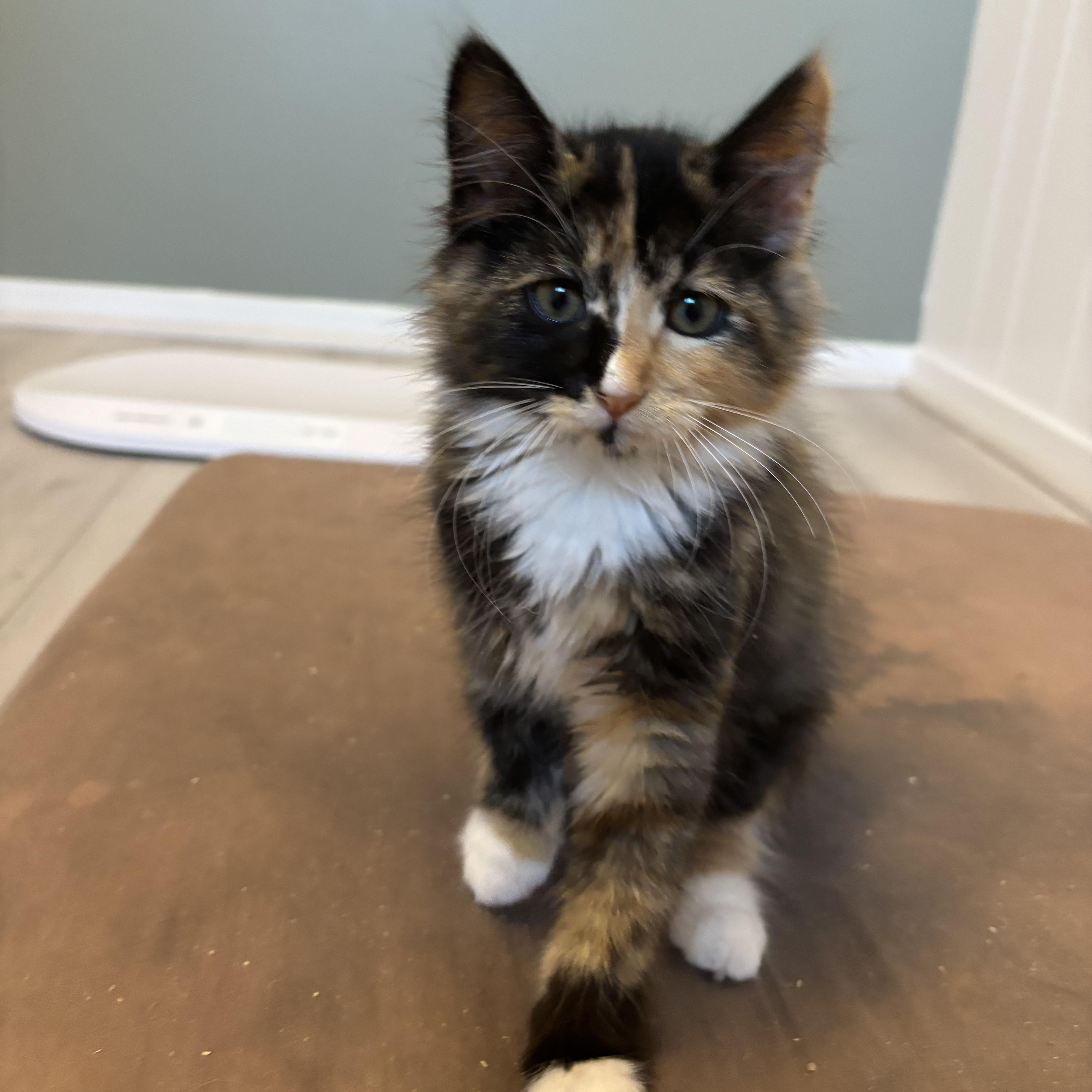 A baby small-sized female Calico Domestic Long Hair cat named Venus for adoption in Renton , WA