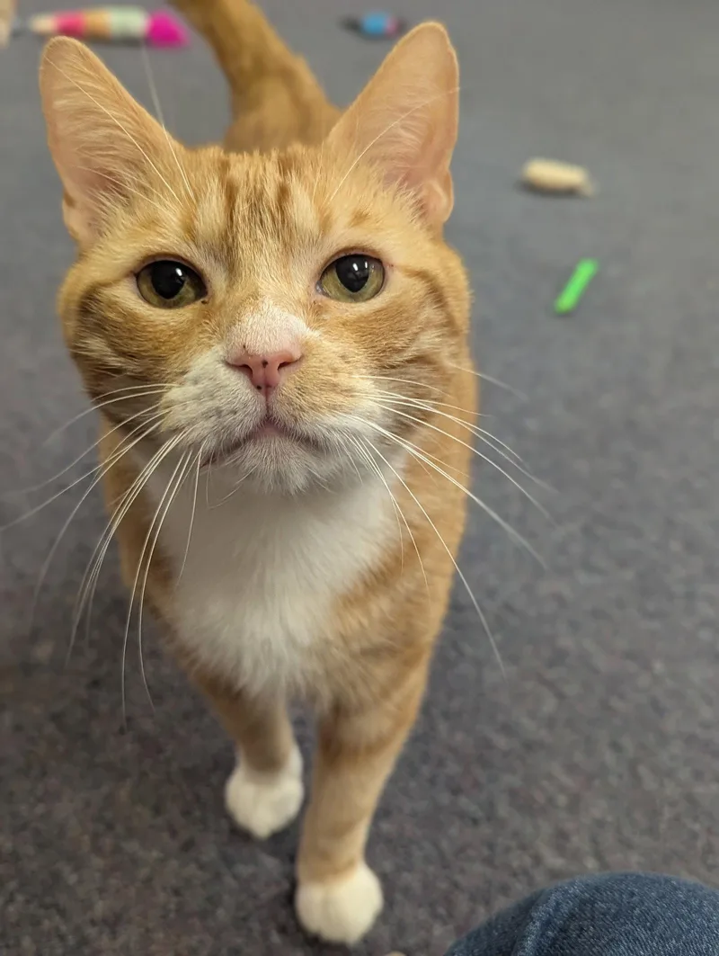 An adult medium-sized male Orange & White Domestic Short Hair cat named Heathcliff for adoption in Salem, MA