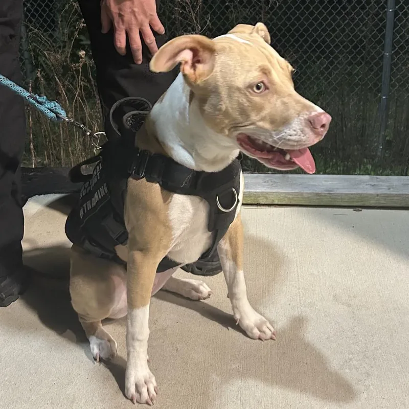 A young medium-sized female Yellow / Tan / Blond / Fawn Mixed Breed dog named Stella for adoption in Greenville, SC
