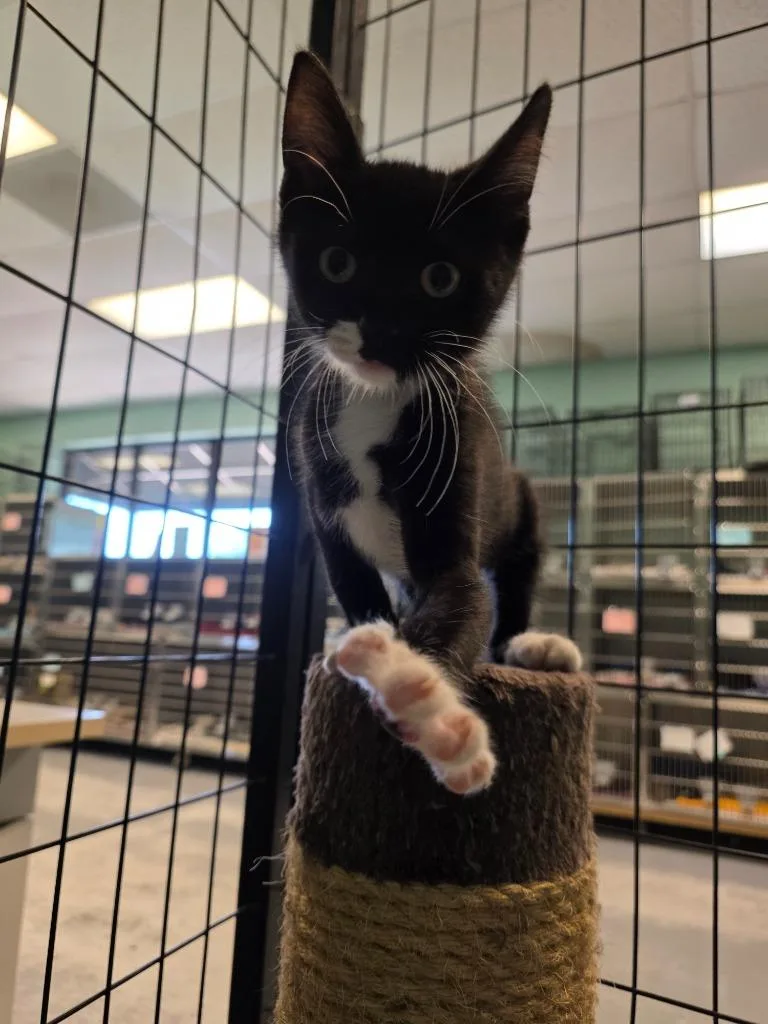 A baby medium-sized male Domestic Short Hair cat named Doc for adoption in Fort Mill, SC
