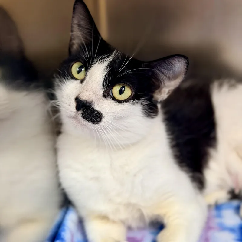 An adult medium-sized female Black & White / Tuxedo Domestic Short Hair cat named Cookie for adoption in Jackson, NJ