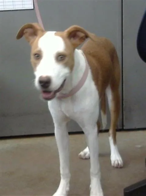 A young medium-sized female Mixed Breed dog named Lady for adoption in Dallas, TX
