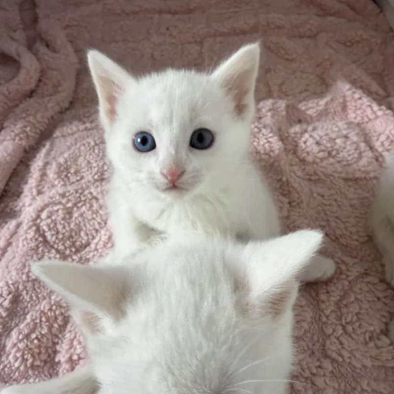 A baby medium-sized female Buff & White Domestic Short Hair cat named Four snow balls for adoption in Ephrata, WA