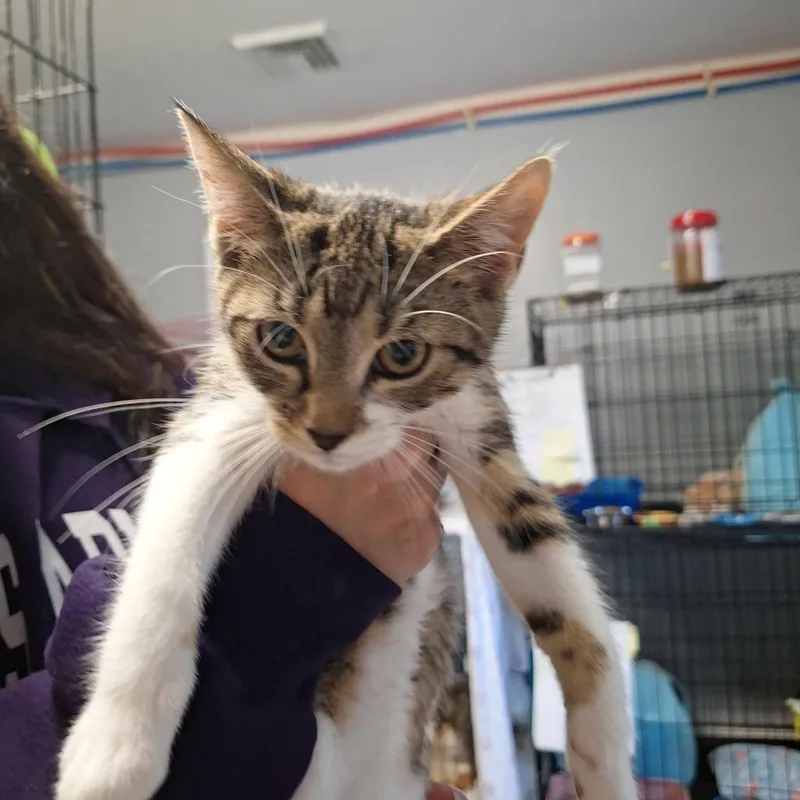 A baby medium-sized female Domestic Short Hair cat named B Madison for adoption in Windsor, CT