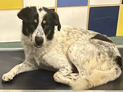 An adult large-sized female White / Cream Mixed Breed dog named Plum for adoption in Georgetown, TX