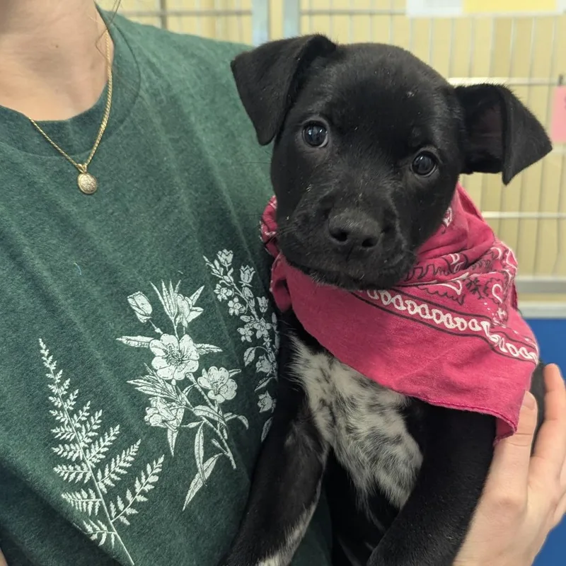 A baby small-sized female Black Mixed Breed dog named Linda for adoption in Hendersonville, NC