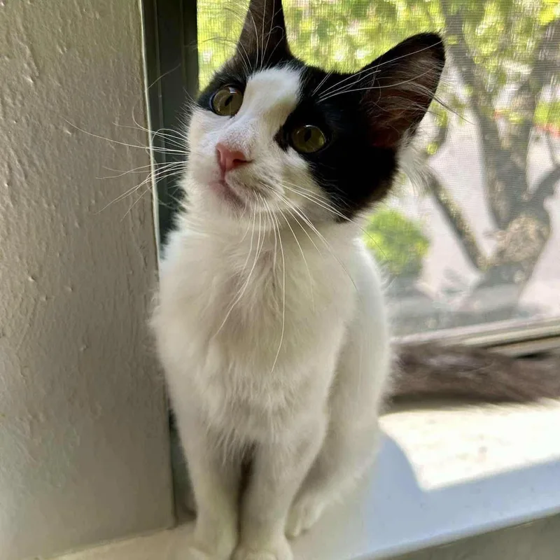 A baby medium-sized female Black & White / Tuxedo Domestic Medium Hair cat named Coral for adoption in Concord, CA