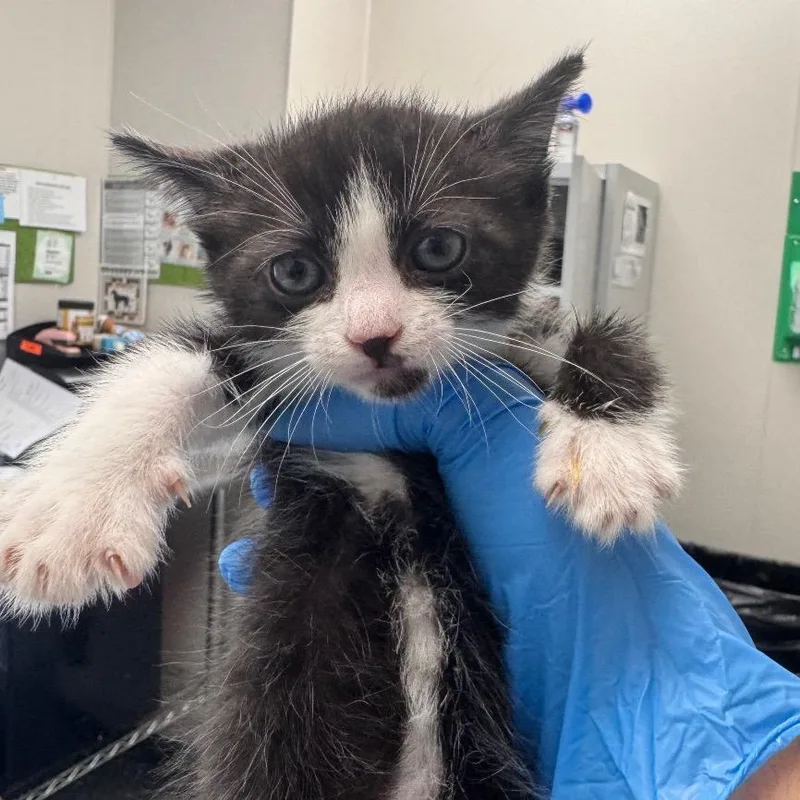 A baby small-sized female Black Domestic Short Hair cat named Copy for adoption in Columbiana, AL