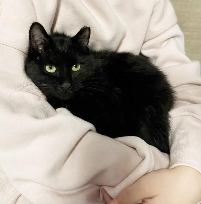 Purrla Is Pure Love! thumbnail 3