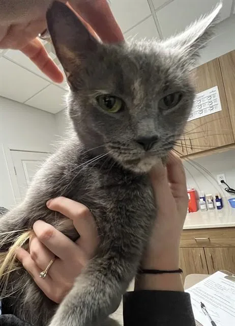 An adult medium-sized female Domestic Short Hair cat named Sally for adoption in Fort Myers, FL