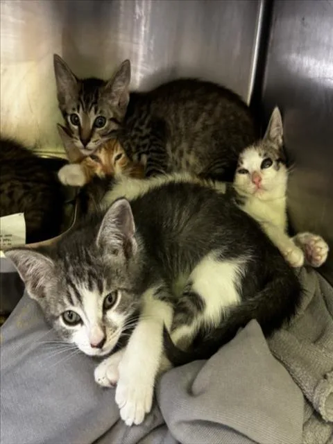 A baby small-sized female Domestic Short Hair cat named Sharpay for adoption in Los Angeles, CA