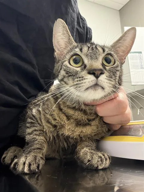 A young small-sized female Domestic Short Hair cat named Etta for adoption in Indianapolis, IN
