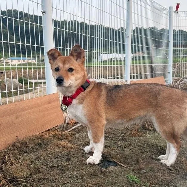 An adult medium-sized female Pembroke Welsh Corgi dog named Zena for adoption in DANVERS, MA