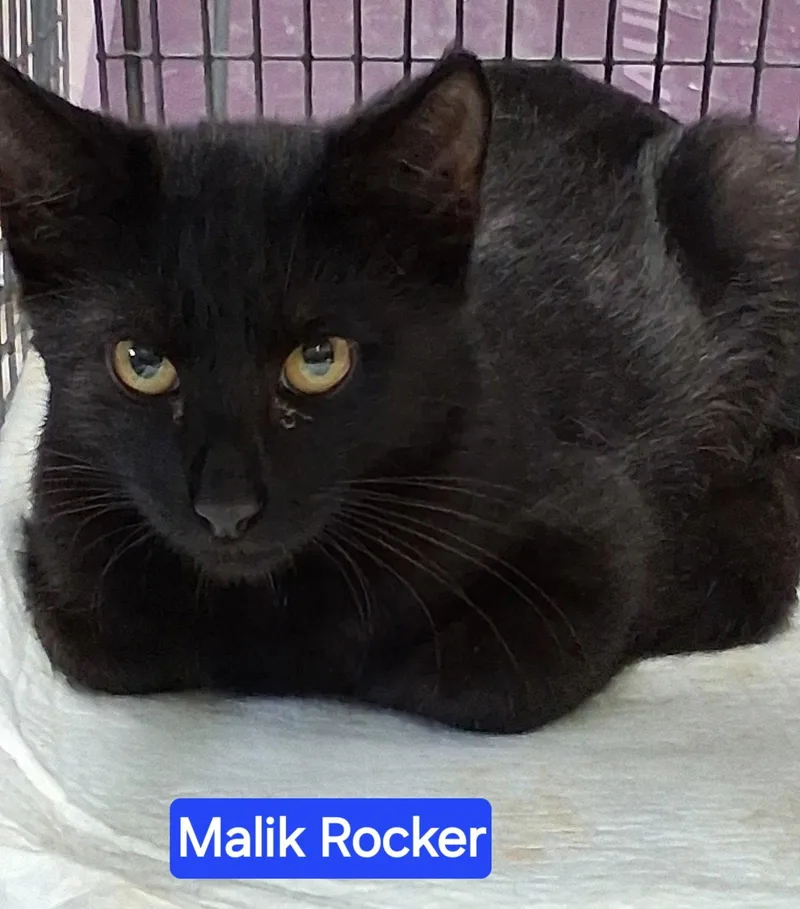 A baby medium-sized male Black Domestic Short Hair cat named Malik Rocker for adoption in Oviedo, FL