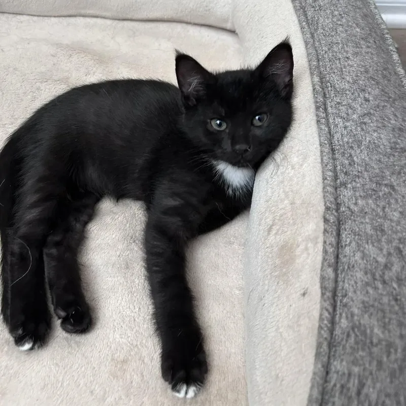 A baby small-sized male Domestic Short Hair cat named Mortar for adoption in Delaware, OH