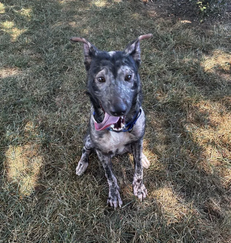 A young medium-sized male Brindle Dutch Shepherd dog named Dustin for adoption in Davis, CA